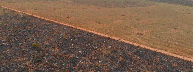 Sem consultar indígenas, prefeitura desmata 170 hectares de Cerrado para plantio de arroz em terra Xavante no Mato Grosso 