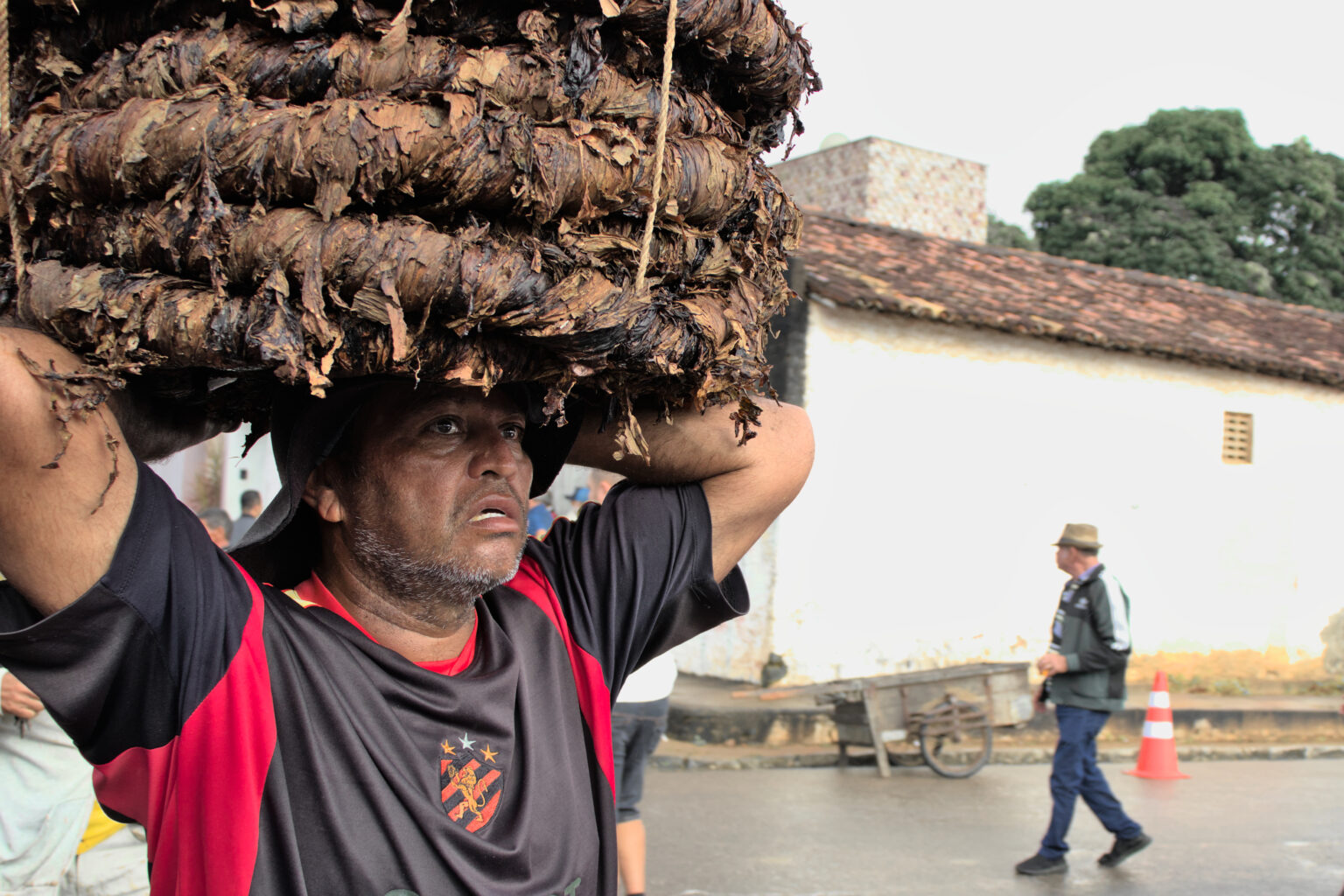Como vivem os plantadores de fumo de rolo em Alagoas