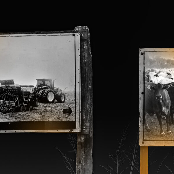 Segundo maior frigorífico brasileiro lucra na Bolsa com lavagem de gado, desmatamento ilegal e pressão sobre terra indígena