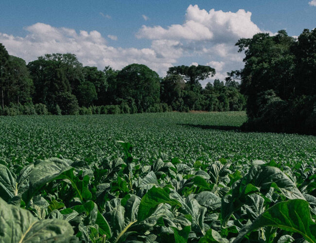 Um “picareta” na prefeitura