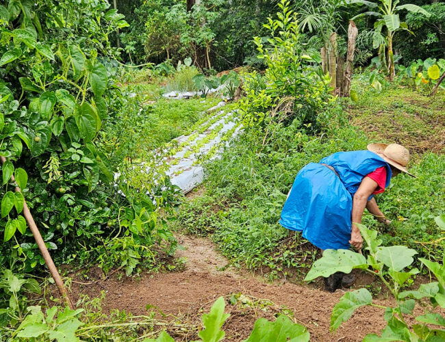 Mulheres plantam diversidade e colhem alimentos saudáveis a preços justos