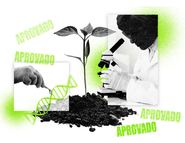 Como opera a CTNBio, a comissão que diz sim para tudo e não responde por nada