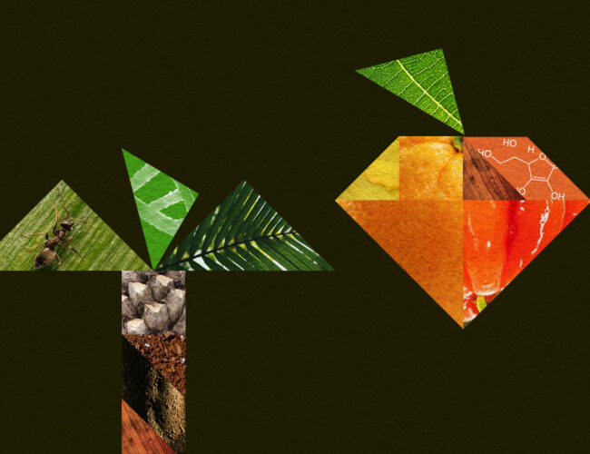 Será que plantas crioulas têm mais nutrientes que as convencionais? 