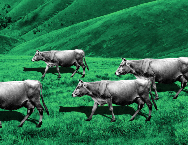 Joio lança relatório sobre a relação entre pecuária e crise climática