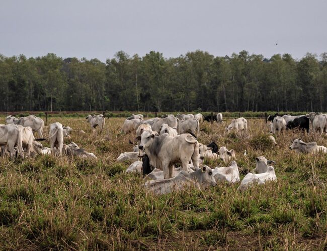 Joio é alvo de processo e Justiça determina retirada do ar de matéria sobre indústria da carne