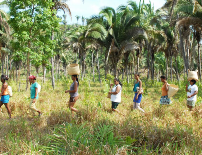 Títulos e empréstimos do HSBC ameaçam quebradeiras de coco babaçu no Matopiba