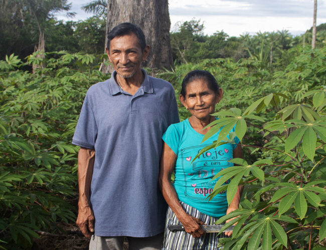 Quem ameaça a mandioca?