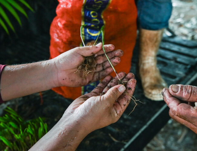 Em assentamento palco de assassinatos, Comissão Pastoral da Terra disputa imaginário do boi com “floresta de alimentos”