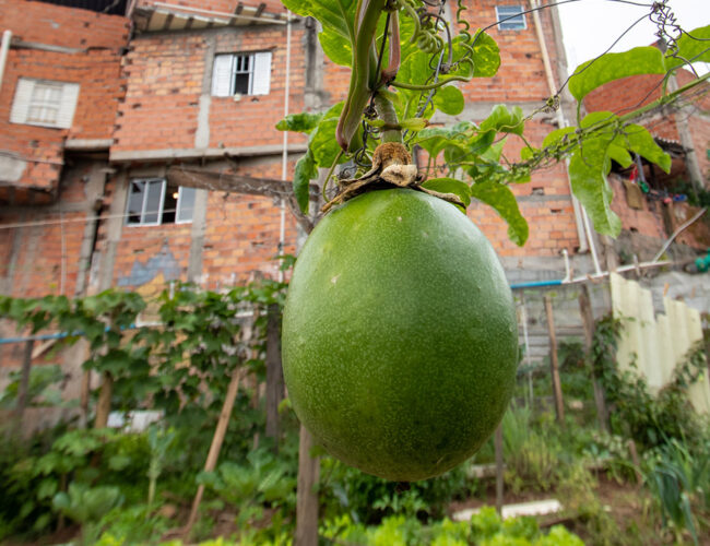 Sob os trilhos do metrô, hortas urbanas combatem avanço de ultraprocessados na periferia de São Paulo