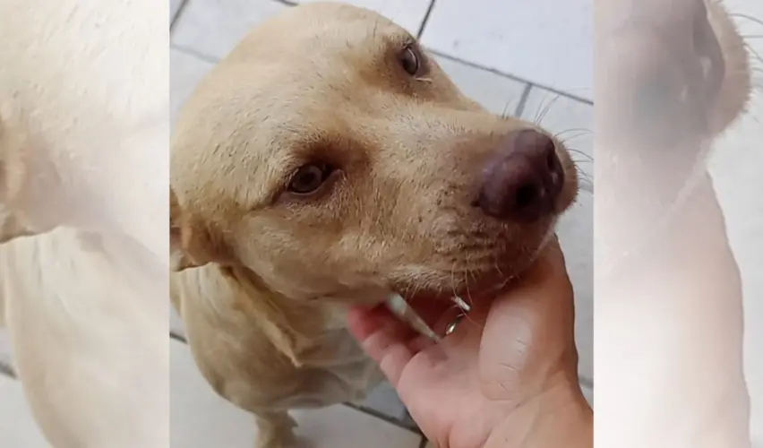 Cachorro de pelagem clara, em tom bege, com focinho rosado e olhos castanhos, inclina a cabeça enquanto recebe carinho sob o queixo. Uma mão humana segura delicadamente seu rosto. Ao fundo, piso de cerâmica clara.